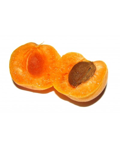 Pestki moreli BIO 500g