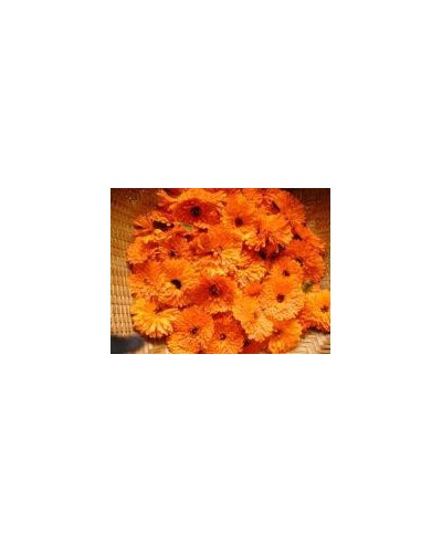 Olej nagietkowy (Calendula)