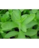 STEVIA Liście całe suszone