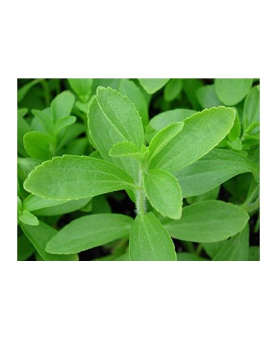 STEVIA Liście całe suszone
